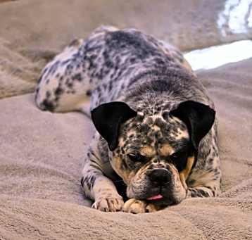 Photo of Chomp