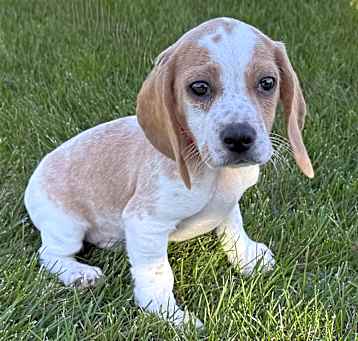Photo of Tater Tot