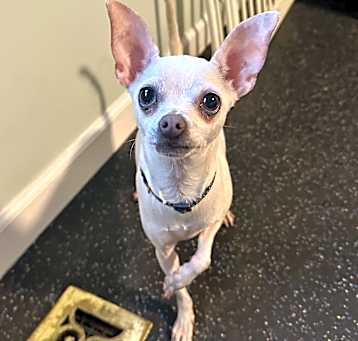 Photo of Ivory