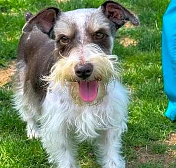 Photo of Lady