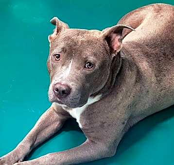 Photo of HARLEY