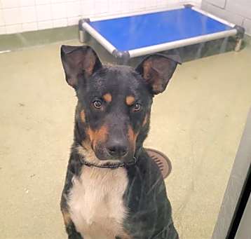 Photo of LOKI