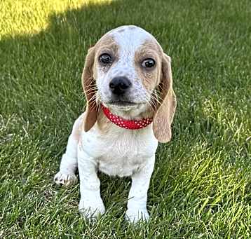 Photo of Tater Tot