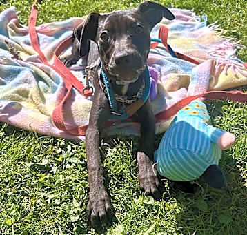 Photo of Briar