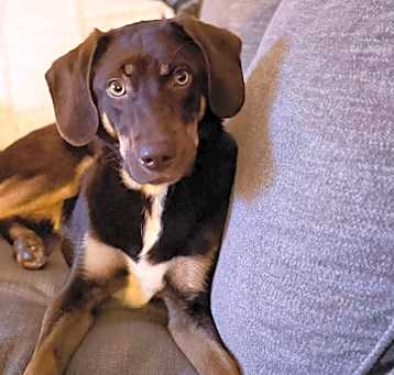 Photo of Chester