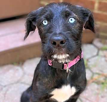 Photo of Harlow