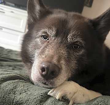Photo of Kona