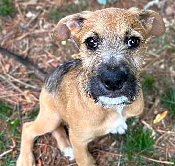 Photo of Hopper
