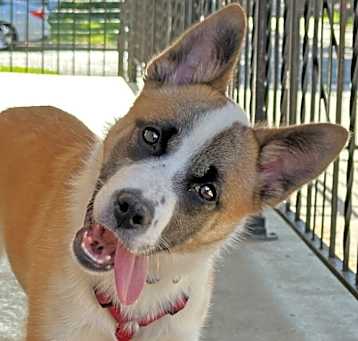 Photo of Layla