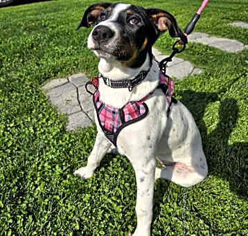 Photo of Violetta