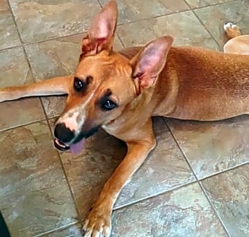 Photo of Tawny
