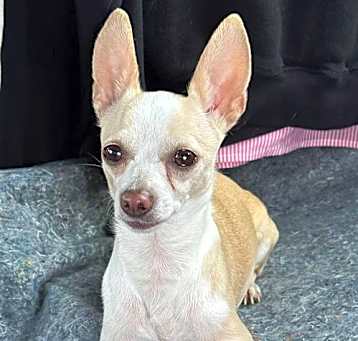 Photo of Bitsy Bunny