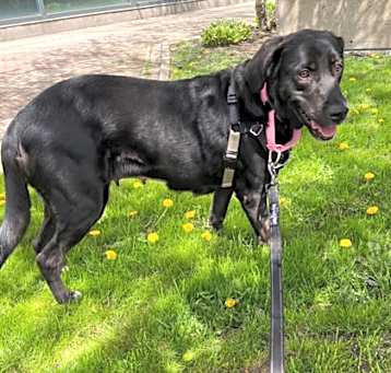 Photo of Diva