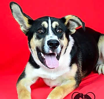 Photo of WILBUR