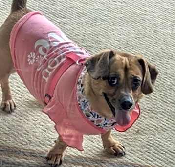 Photo of Miss Auggie