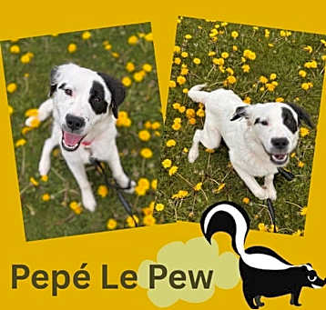 Photo of Pepé Le Pew