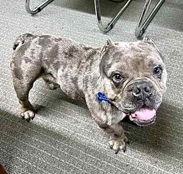 Photo of Frankie