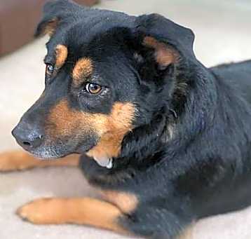 Photo of Barkley