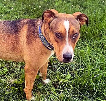 Photo of Whiskey