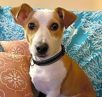 Photo of Adopt Charlie Brown!!