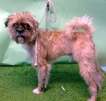 Photo of BONGO