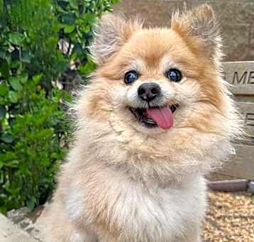 Photo of RILEY
