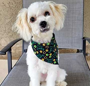 Photo of Pippi