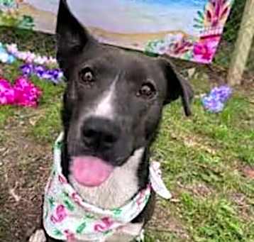Photo of Daisy-RESCUE SINCE DEC. 2023!!