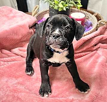 Photo of Waffle