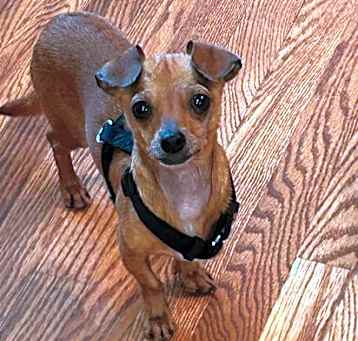 Photo of Gidget