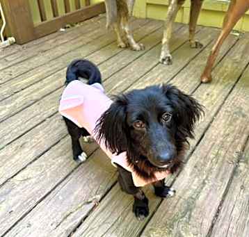 Photo of Pepper