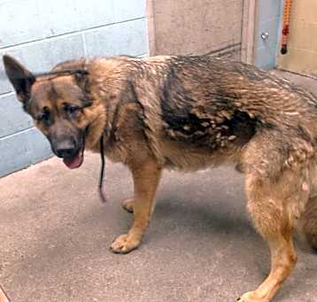 Photo of BRUNO