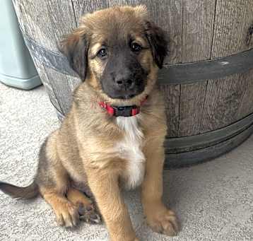 Photo of Whiskey