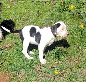 Photo of Oreo