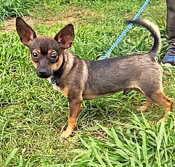 Photo of Tanner - Urgent!