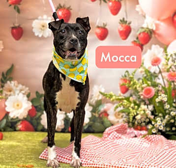 Photo of Mocca