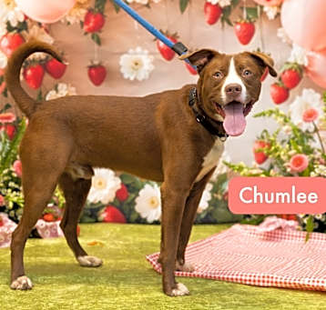 Photo of Chumlee