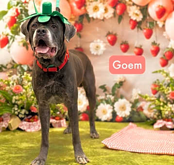 Photo of Goem