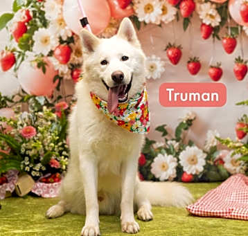 Photo of Truman 