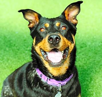 Photo of Jazz