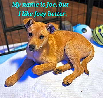 Photo of Joe