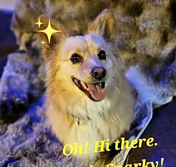 Photo of Sparky