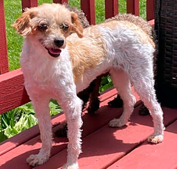 Photo of Sundae