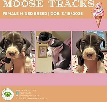Photo of Moose Tracks