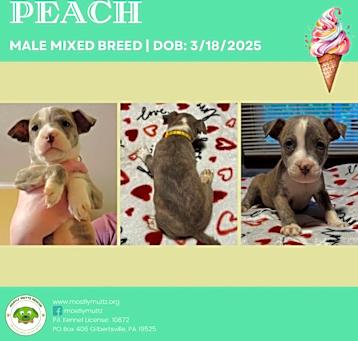 Photo of Peach