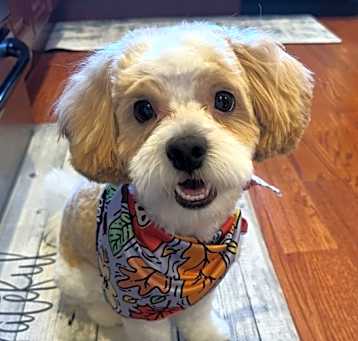 Photo of Teddy