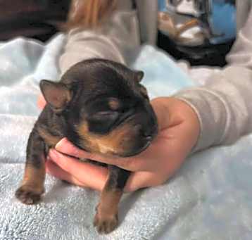 Photo of Georgie - bigger pup