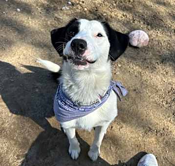 Photo of Pongo