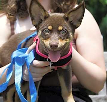 Photo of LEMON DROP 8 LB PUPPY   9 WKS  FOSTERED IN NJ