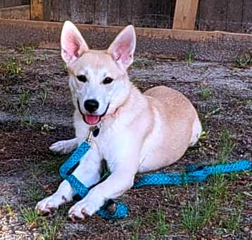 Photo of MARIGOLD   32 LBS   7 MOS  FULLY SPONSORED BY MDR   FOSTERED IN NJ